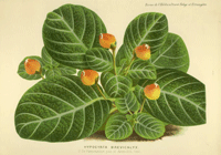 Pearcea hypocyrtiflora (Hypocyrta brevicalyx)