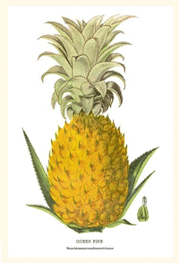 Ananas