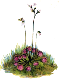 Dionaea