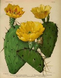 cactaceae