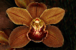 Британское общество любителей орхидей