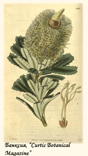 historia_plantarum